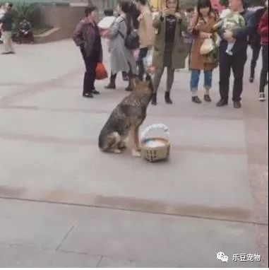 狗狗和主人走散，坚守原地三小时终于等到主人，太聪明了！-3.jpeg