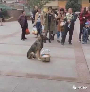 狗狗和主人走散，坚守原地三小时终于等到主人，太聪明了！-2.jpeg
