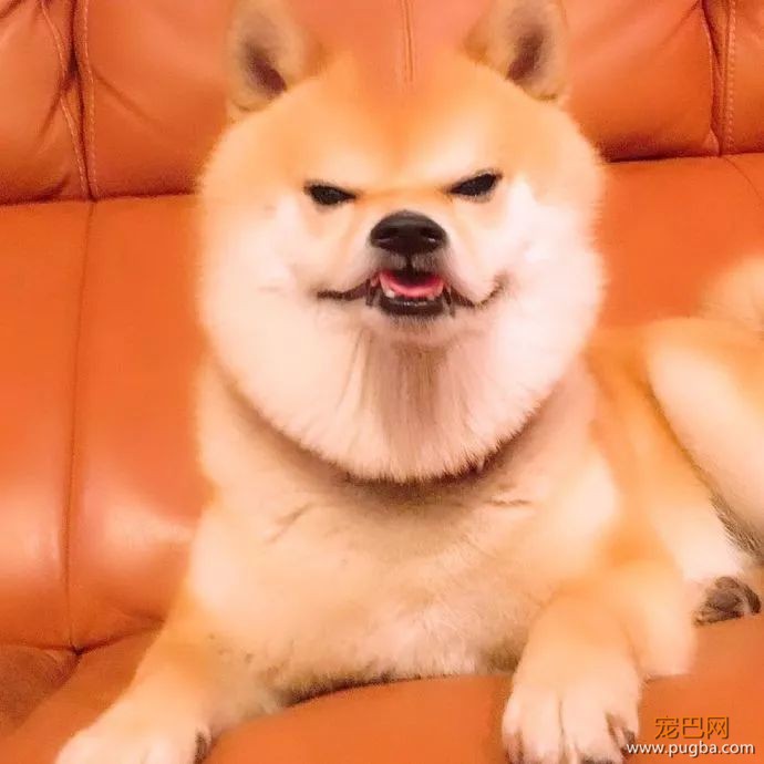 用美颜特效拍狗...柴柴：丑逼又嫉妒本汪的美貌了！-3.jpeg
