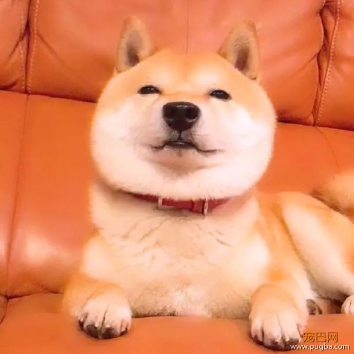 用美颜特效拍狗...柴柴：丑逼又嫉妒本汪的美貌了！-2.jpeg
