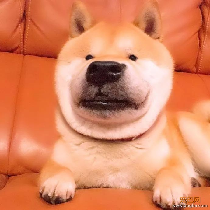 用美颜特效拍狗...柴柴：丑逼又嫉妒本汪的美貌了！-1.jpeg