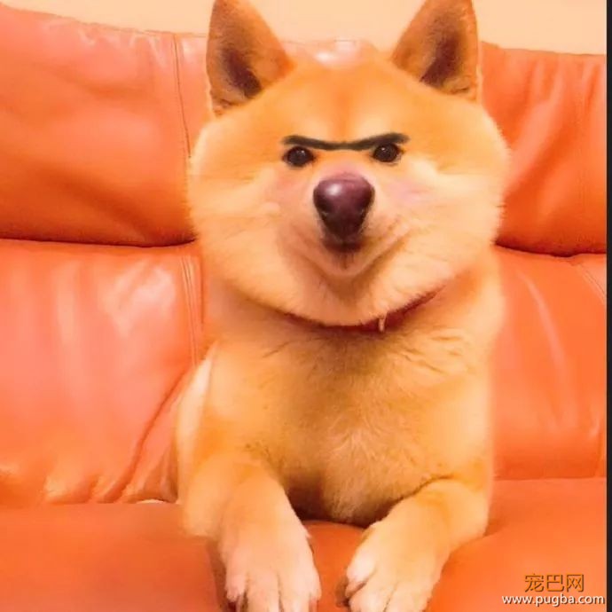 用美颜特效拍狗...柴柴：丑逼又嫉妒本汪的美貌了！-4.jpeg