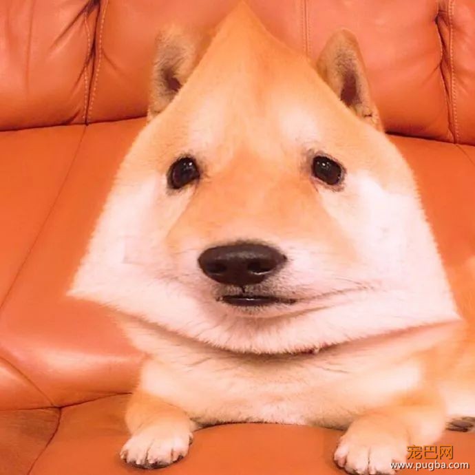用美颜特效拍狗...柴柴：丑逼又嫉妒本汪的美貌了！-6.jpeg