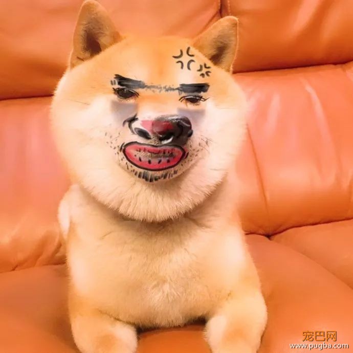 用美颜特效拍狗...柴柴：丑逼又嫉妒本汪的美貌了！-5.jpeg