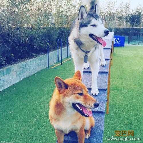 为什么柴犬的价格高居不下？无非是这5点，网友：柴犬值得！-4.jpeg