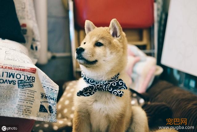为什么柴犬的价格高居不下？无非是这5点，网友：柴犬值得！-3.jpeg