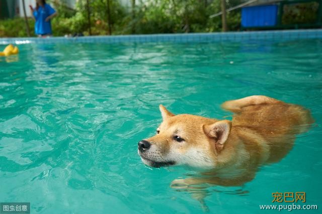 为什么柴犬的价格高居不下？无非是这5点，网友：柴犬值得！-2.jpeg