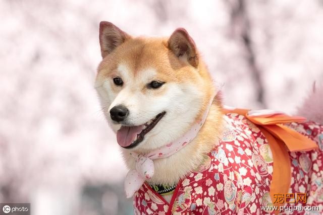 为什么柴犬的价格高居不下？无非是这5点，网友：柴犬值得！-1.jpeg