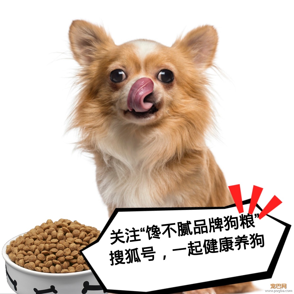 为什么柴犬的价格高居不下？无非是这5点，网友：柴犬值得！-7.jpeg