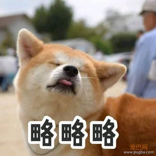 为什么柴犬的价格高居不下？无非是这5点，网友：柴犬值得！-6.jpeg
