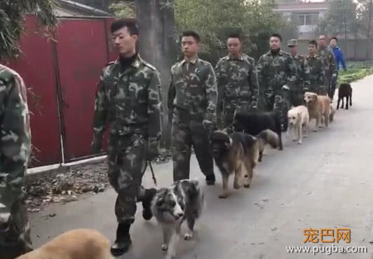 警犬们正在队里训练，却有一只全程嬉皮笑脸，这是走关系来的吧-4.jpeg
