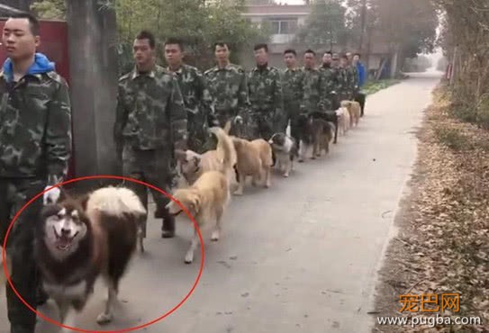 警犬们正在队里训练，却有一只全程嬉皮笑脸，这是走关系来的吧-3.jpeg