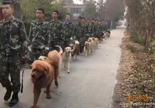 警犬们正在队里训练，却有一只全程嬉皮笑脸，这是走关系来的吧-1.jpeg