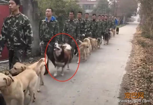 警犬们正在队里训练，却有一只全程嬉皮笑脸，这是走关系来的吧-2.jpeg