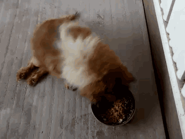 感恩节义卖 | 买一张狗床，让两条狗感到温暖-1.gif