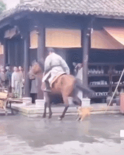 网曝横店剧组残忍虐狗？-2.gif