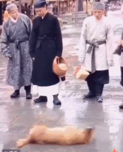 网曝横店剧组残忍虐狗？-4.gif