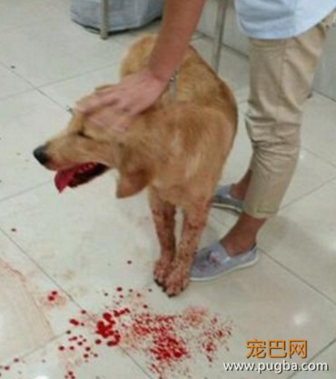 狗狗吃饭突然吐血，主人吓得赶紧送医，医生检查后大骂主人无知-2.jpeg