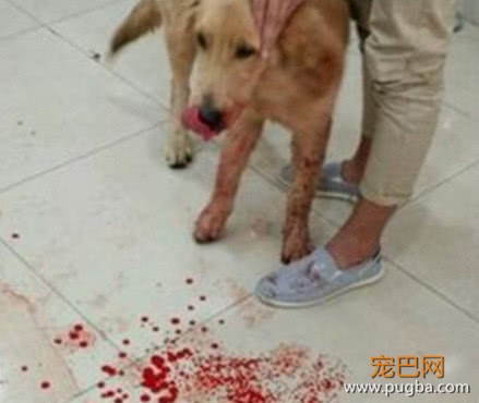 狗狗吃饭突然吐血，主人吓得赶紧送医，医生检查后大骂主人无知-1.jpeg