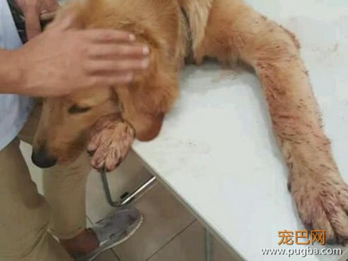 狗狗吃饭突然吐血，主人吓得赶紧送医，医生检查后大骂主人无知-4.jpeg