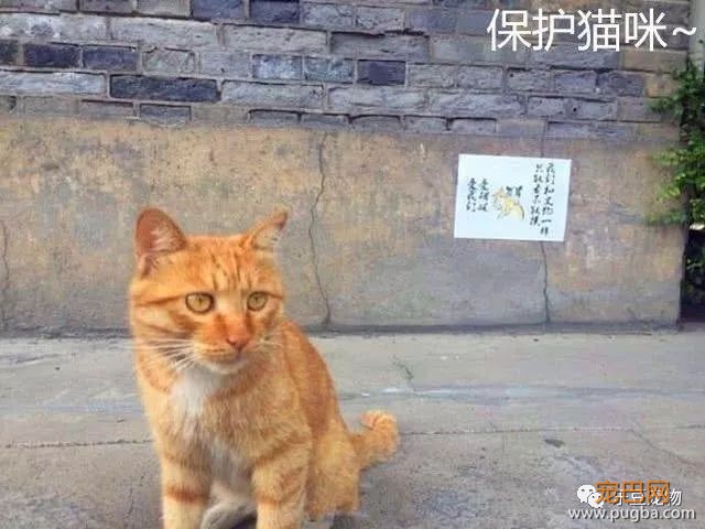 游客骚扰小奶猫被猫妈抓伤，反被投诉，景区的护犊子态度赢得称赞-1.jpeg