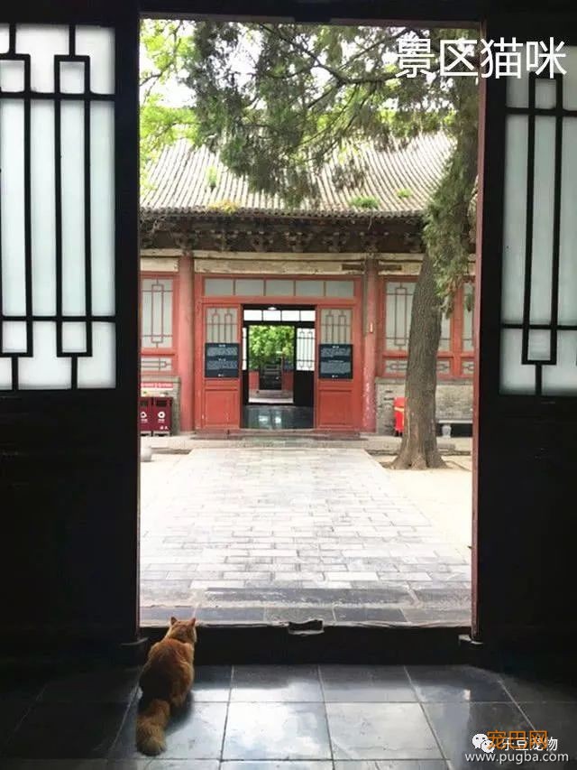 游客骚扰小奶猫被猫妈抓伤，反被投诉，景区的护犊子态度赢得称赞-2.jpeg