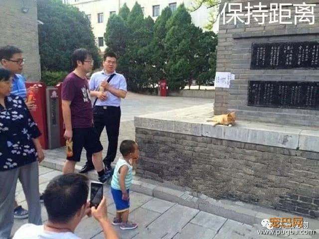 游客骚扰小奶猫被猫妈抓伤，反被投诉，景区的护犊子态度赢得称赞-4.jpeg