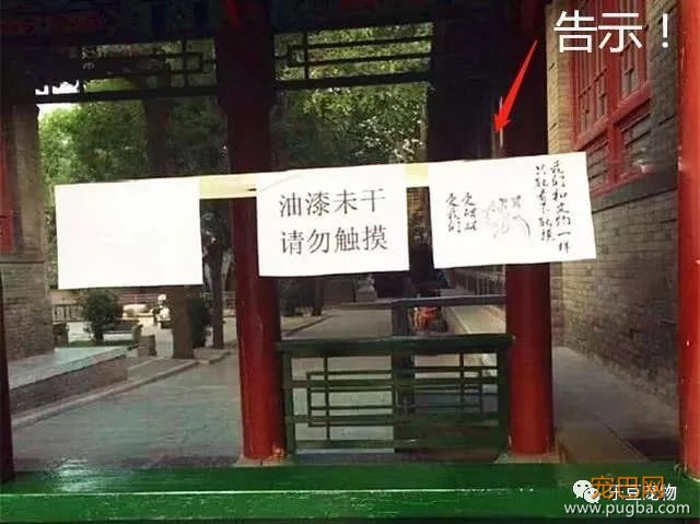 游客骚扰小奶猫被猫妈抓伤，反被投诉，景区的护犊子态度赢得称赞-5.jpeg