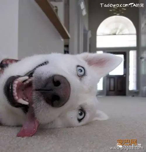 训狗小秘籍，让你的狗狗独领风骚！-3.jpeg
