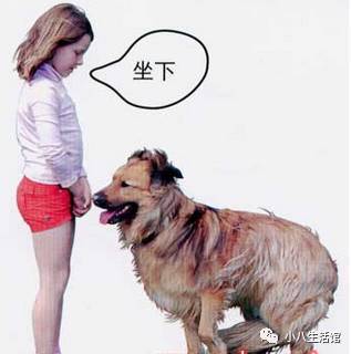 训狗小秘籍，让你的狗狗独领风骚！-4.jpeg