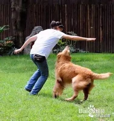 训狗小秘籍，让你的狗狗独领风骚！-8.jpeg