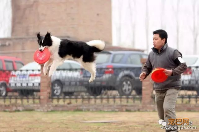 训狗小秘籍，让你的狗狗独领风骚！-7.jpeg