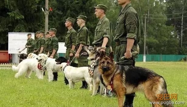 231只退役军犬，再被确认没有利用价值后，竟然被安乐死！-8.jpeg