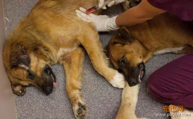 231只退役军犬，再被确认没有利用价值后，竟然被安乐死！-7.jpeg
