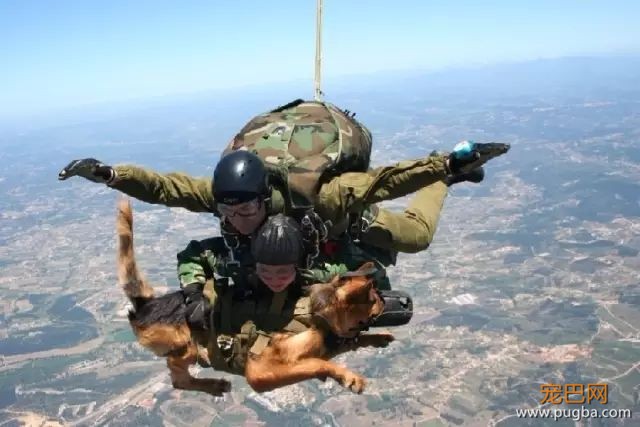 231只退役军犬，再被确认没有利用价值后，竟然被安乐死！-3.jpeg