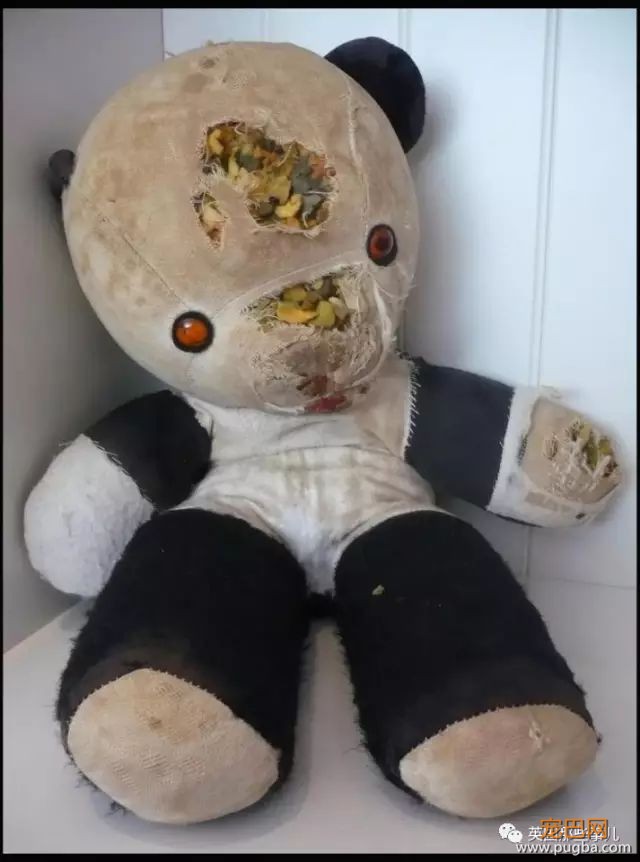 她开了家给泰迪熊治病的诊所，这一干就是17年...-15.jpeg