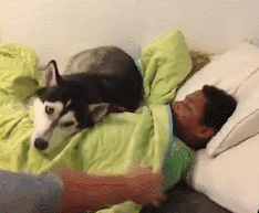 说出来你可能不信，我迟到真的是因为我家狗……-5.gif