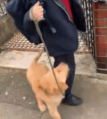 说出来你可能不信，我迟到真的是因为我家狗……-4.gif