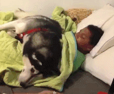 说出来你可能不信，我迟到真的是因为我家狗……-6.gif
