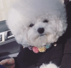 养一只比熊后的生活，真的是超级甜蜜！-2.gif
