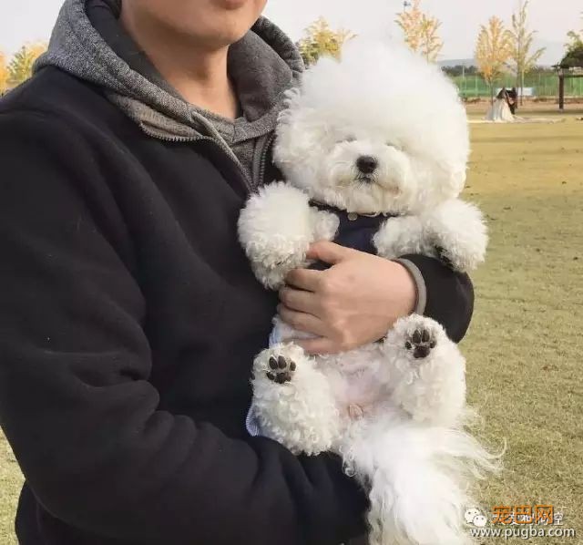 养一只比熊后的生活，真的是超级甜蜜！-3.jpeg