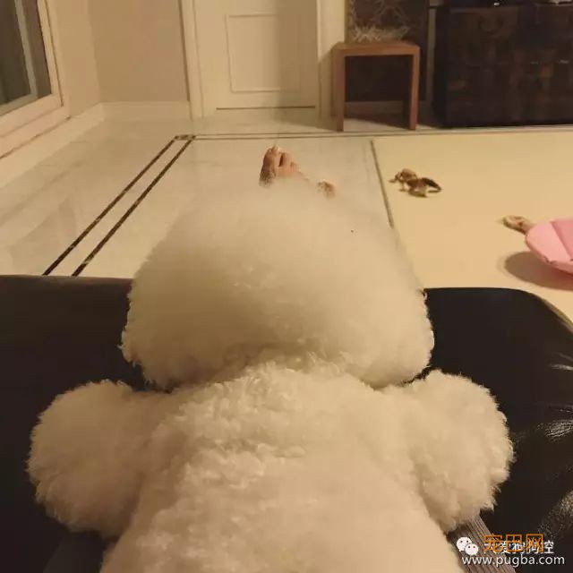 养一只比熊后的生活，真的是超级甜蜜！-5.jpeg