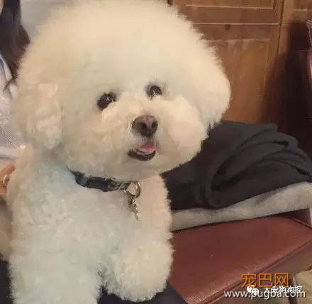 养一只比熊后的生活，真的是超级甜蜜！-7.jpeg