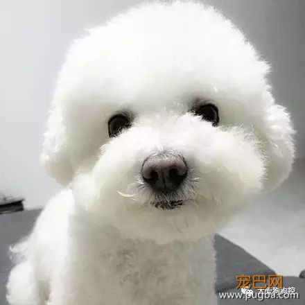 养一只比熊后的生活，真的是超级甜蜜！-6.jpeg