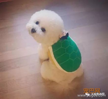 养一只比熊后的生活，真的是超级甜蜜！-10.jpeg