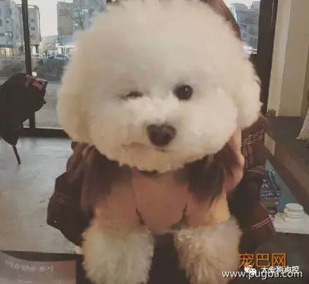 养一只比熊后的生活，真的是超级甜蜜！-14.jpeg