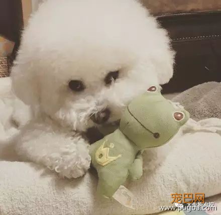 养一只比熊后的生活，真的是超级甜蜜！-12.jpeg