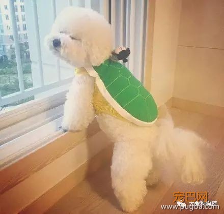 养一只比熊后的生活，真的是超级甜蜜！-11.jpeg