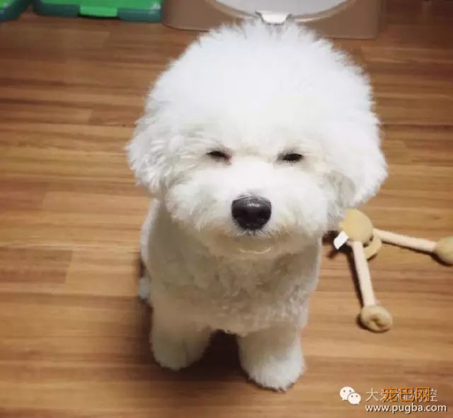 养一只比熊后的生活，真的是超级甜蜜！-13.jpeg