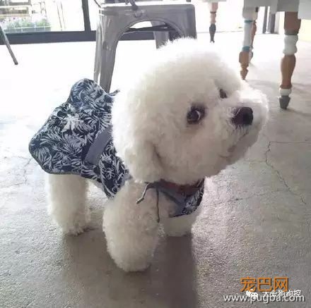 养一只比熊后的生活，真的是超级甜蜜！-15.jpeg